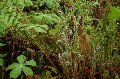 Christmas Fern (Polystichum acrostichoides), photograph