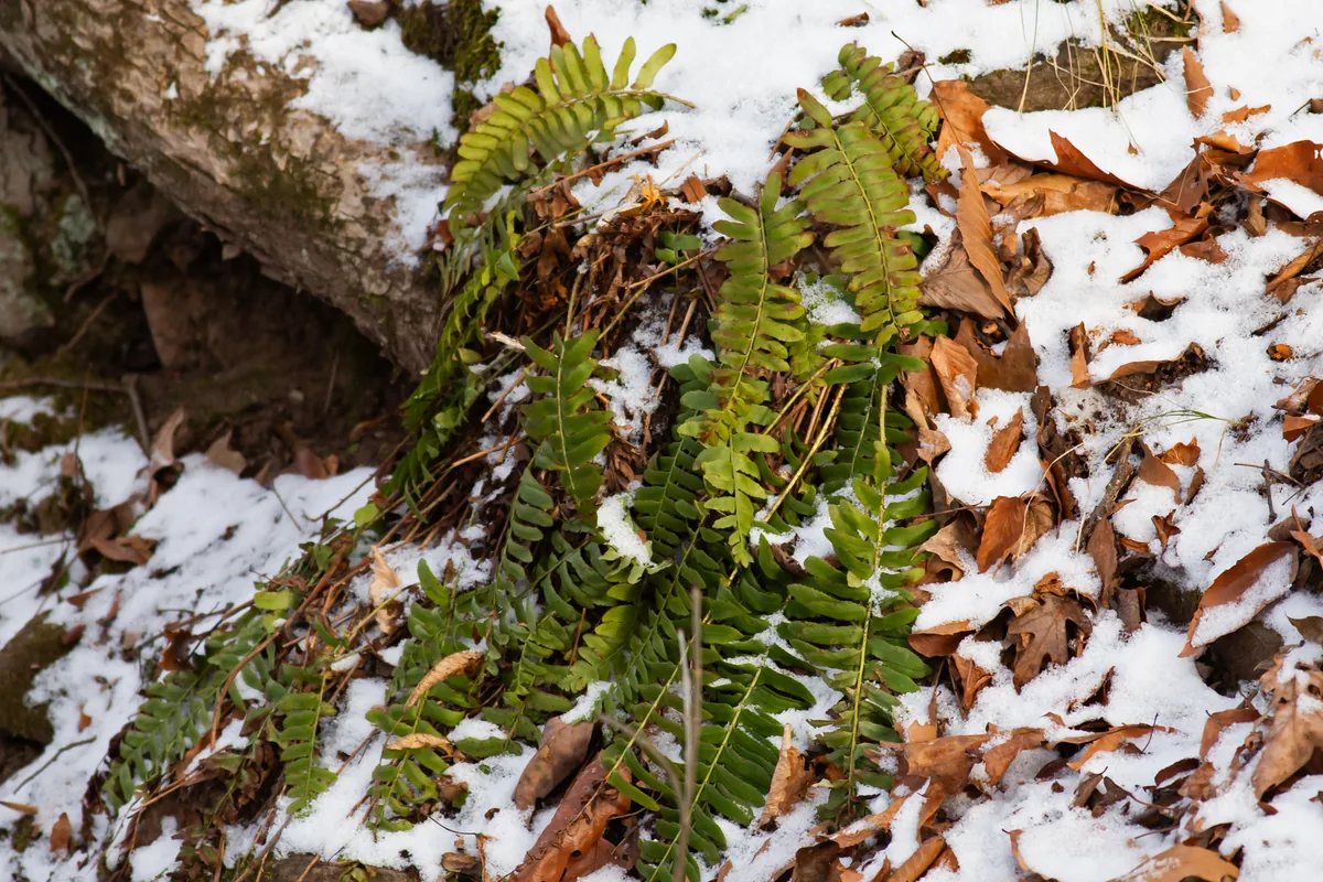 Photo: Bill Keim, via iNaturalist · CC BY · via GBIF Christmas Fern (Polystichum acrostichoides), photograph