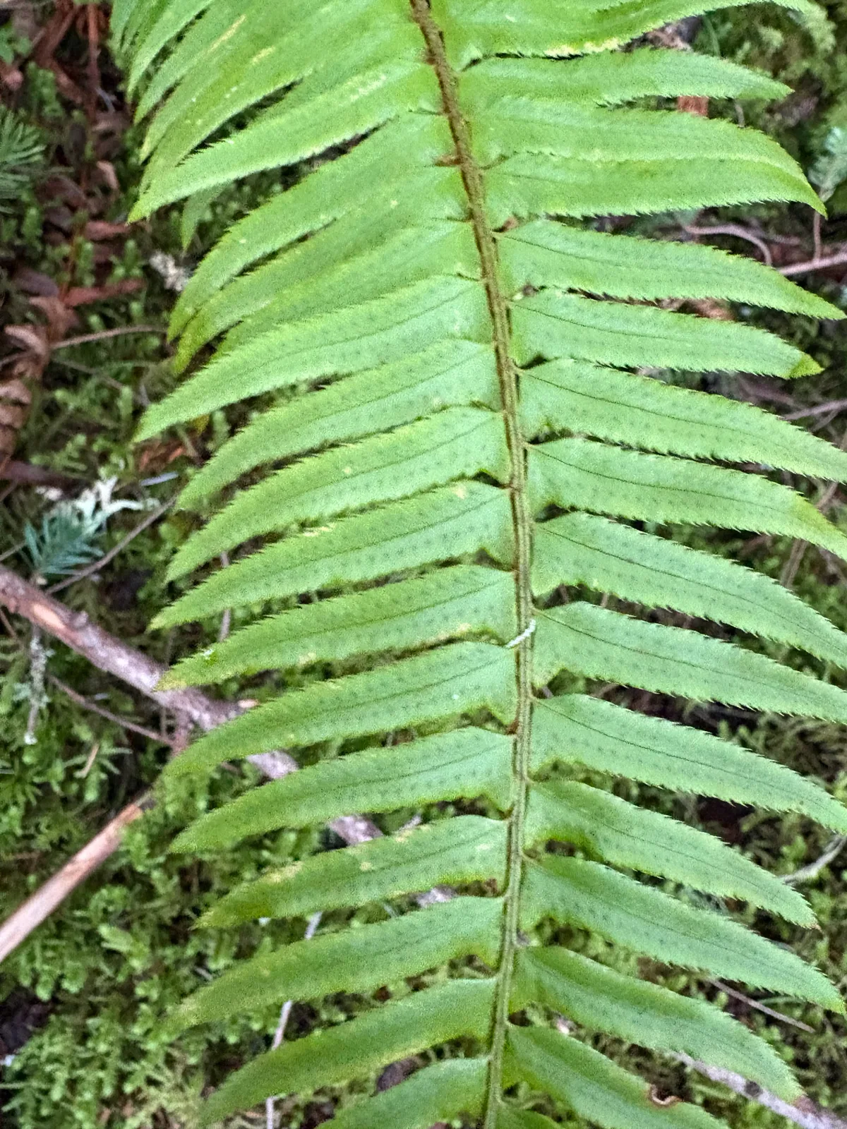 Sword Fern (Polystichum munitum), photograph