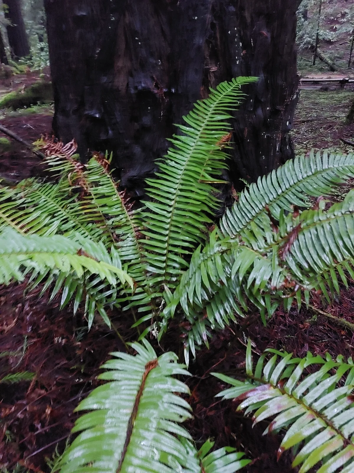 Sword Fern (Polystichum munitum), photograph