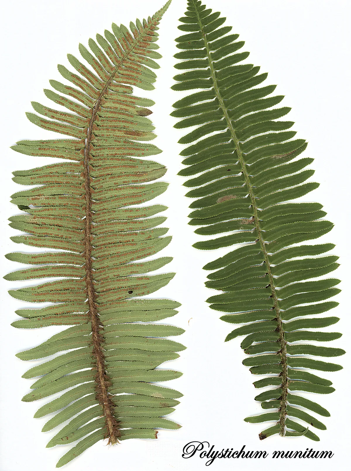 Sword Fern (Polystichum munitum), botanical illustration