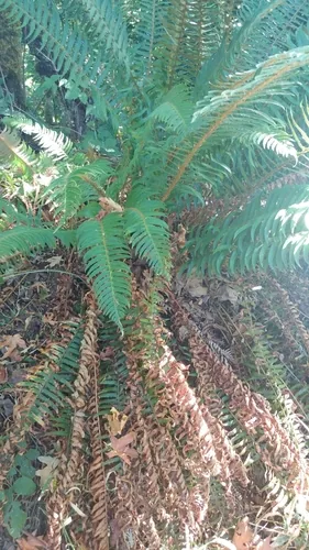Sword Fern (Polystichum munitum), photograph