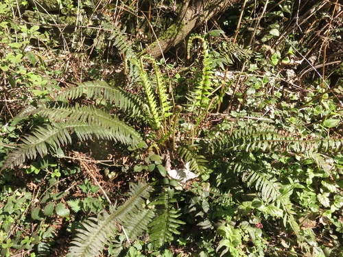 Sword Fern (Polystichum munitum), photograph