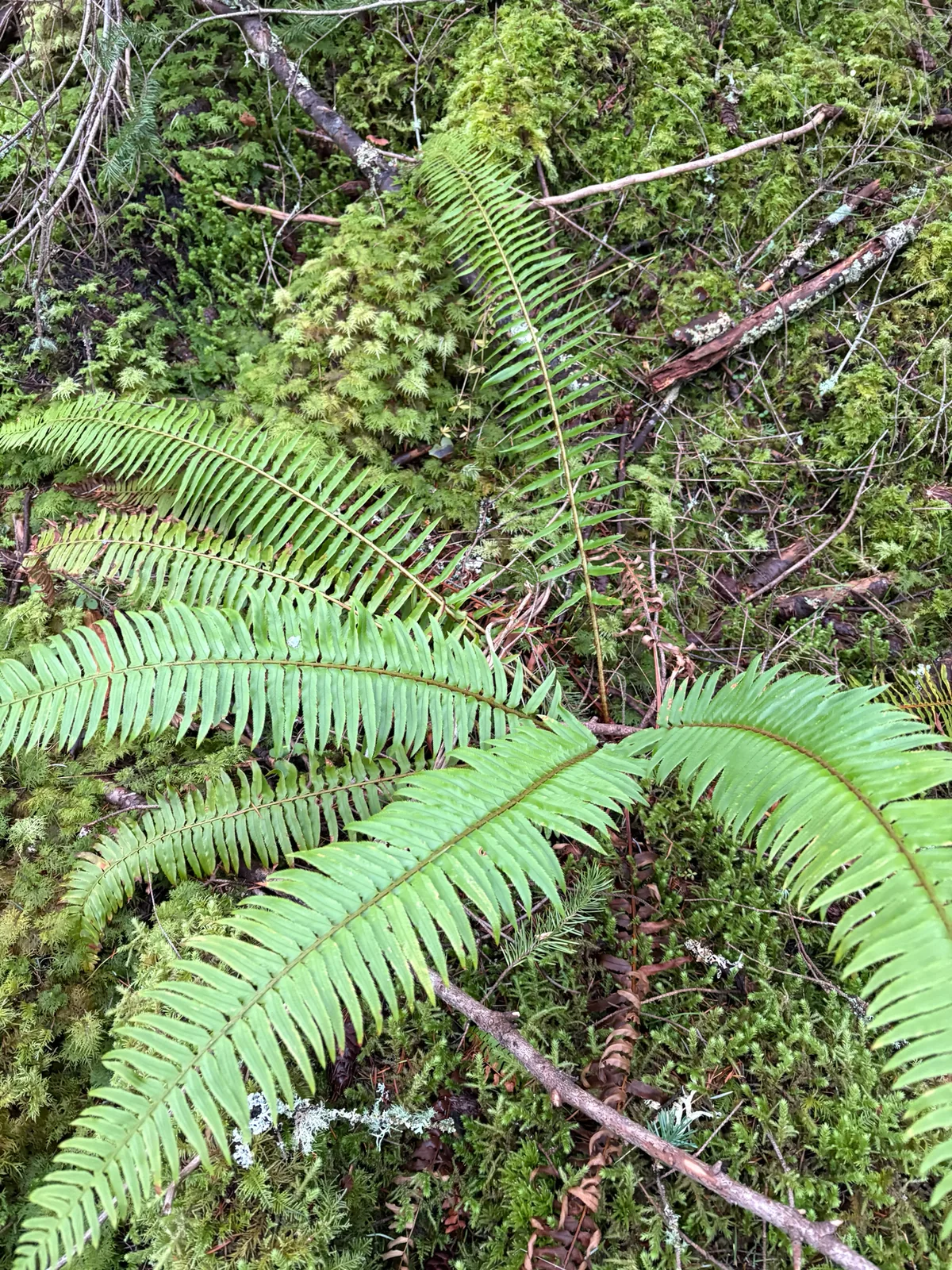 sword fern (Polystichum munitum), photograph