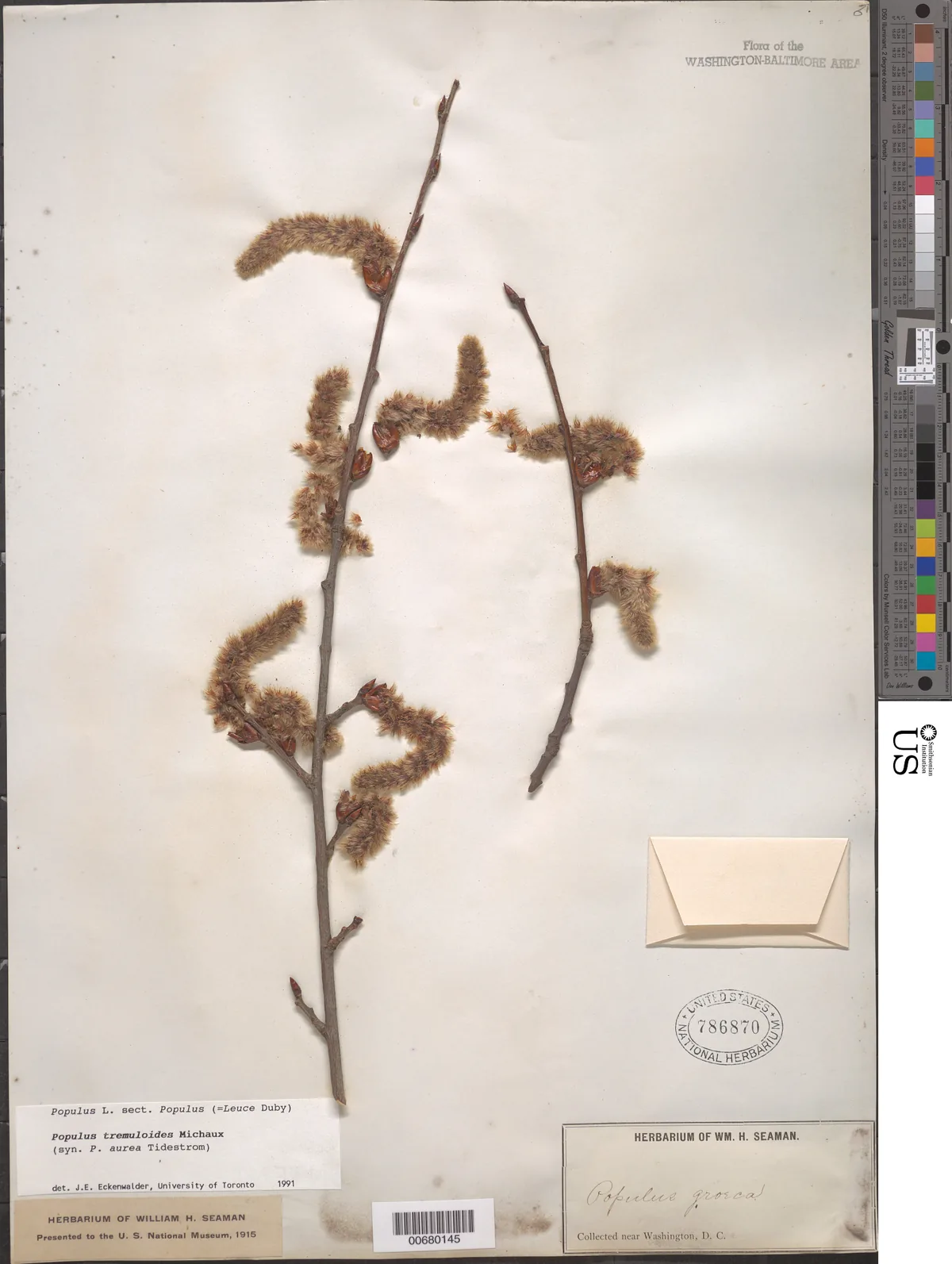 Quaking Aspen (Populus tremuloides), photograph