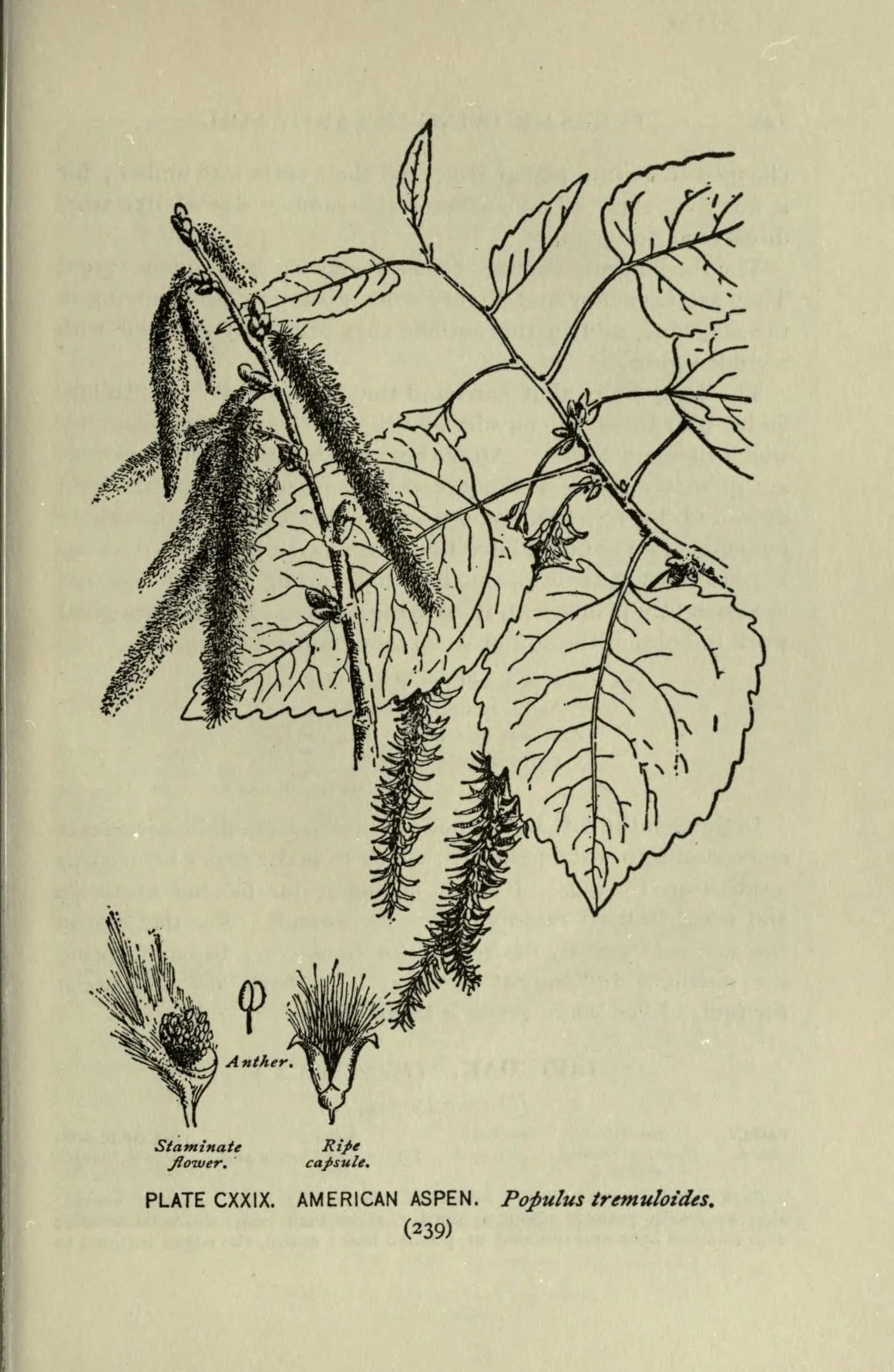 Quaking Aspen (Populus tremuloides), botanical illustration