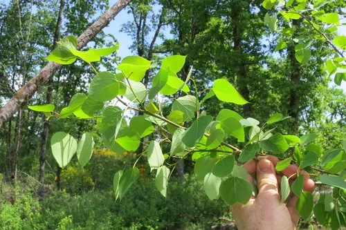 Photo: (c) Ed Alverson, some rights reserved (CC BY) · cc-by · via iNaturalist Quaking Aspen (Populus tremuloides), photograph