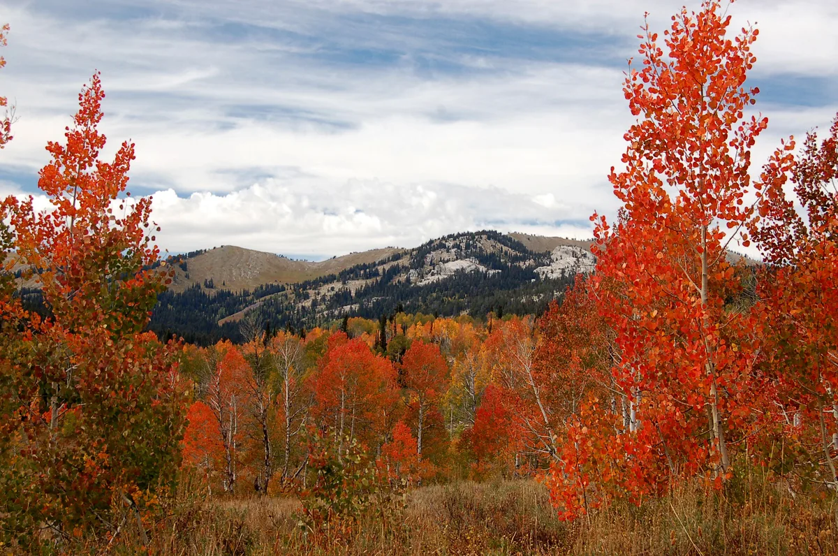 Quaking aspen, photograph