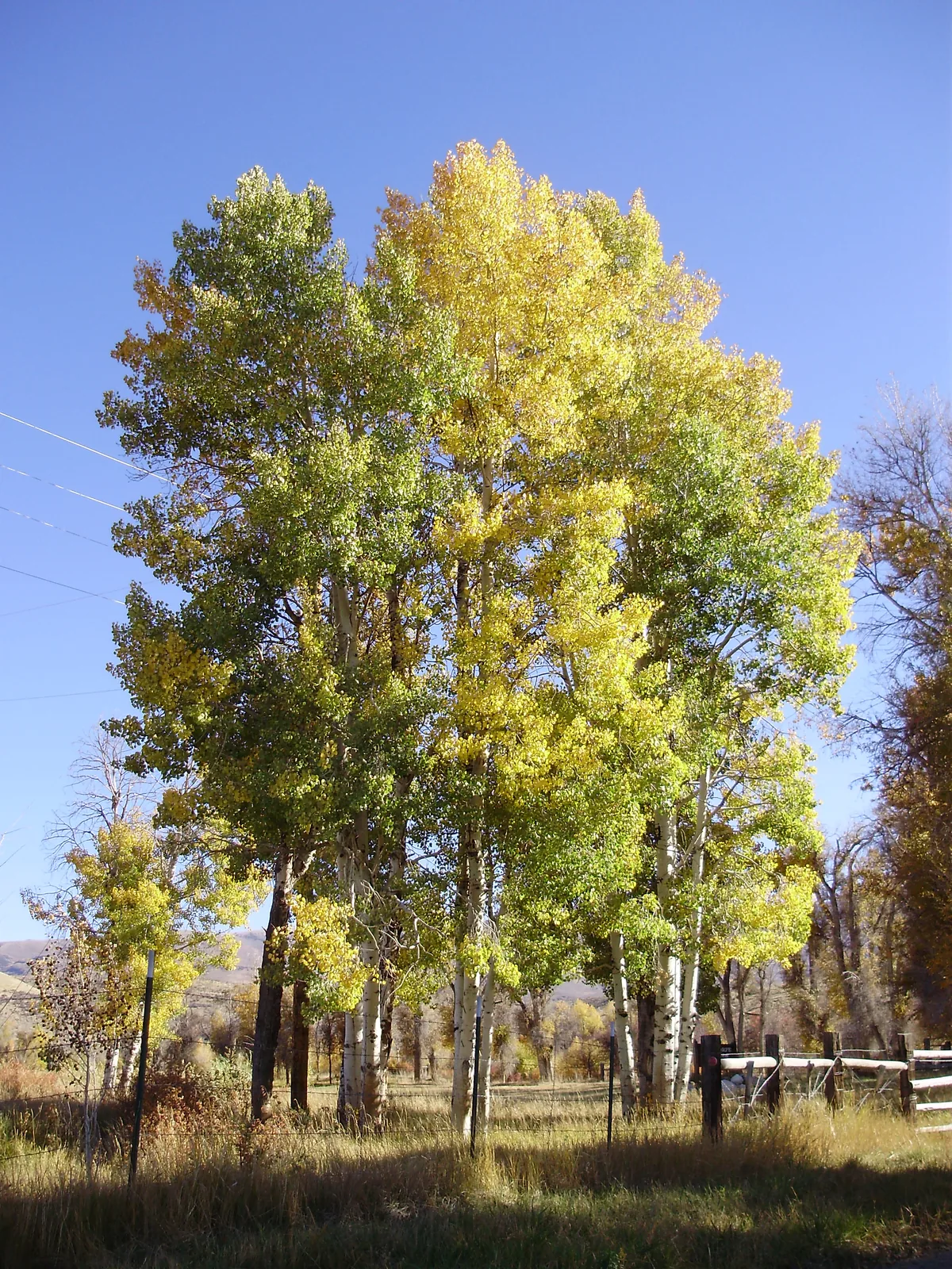 Quaking Aspen (Populus tremuloides), photograph