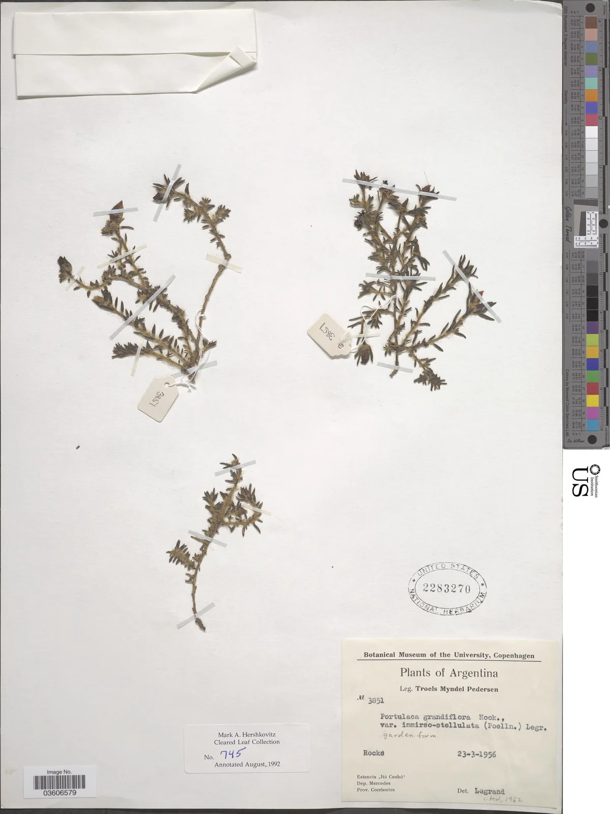 portulaca (Portulaca grandiflora), photograph