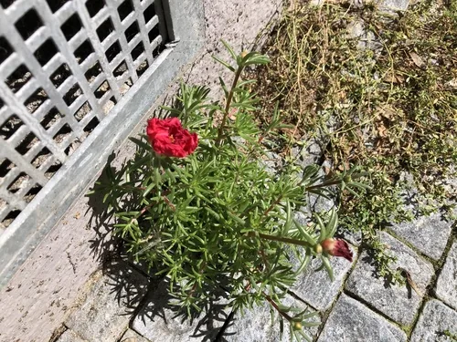 portulaca (Portulaca grandiflora), photograph
