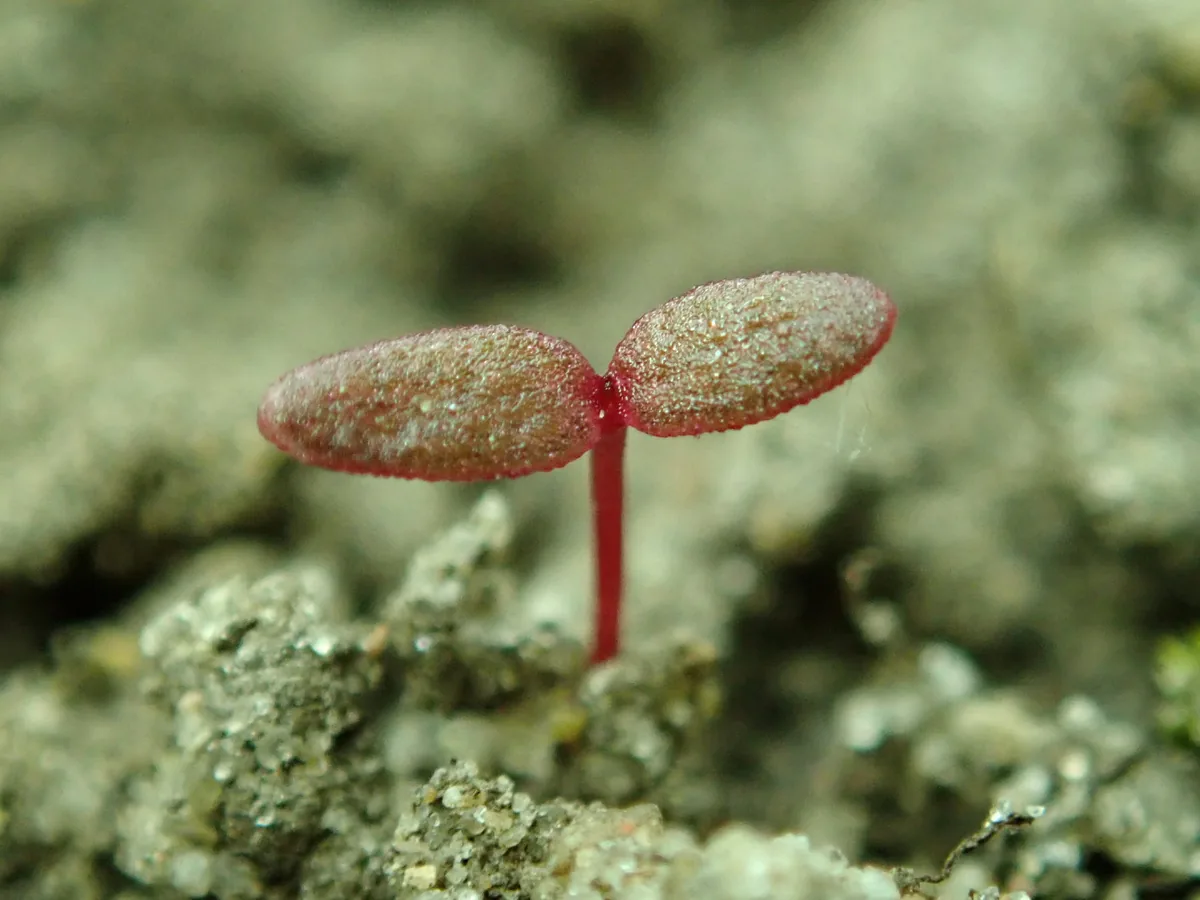 portulaca (Portulaca grandiflora), photograph