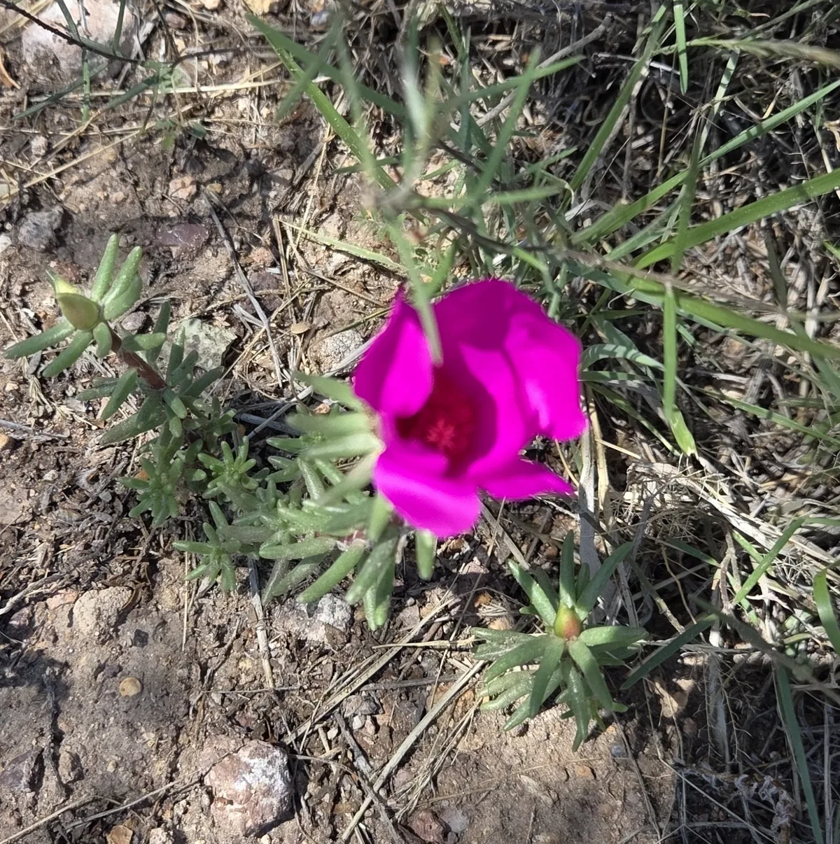 Photo: veonatura, via iNaturalist · CC BY · via GBIF portulaca (Portulaca grandiflora), photograph