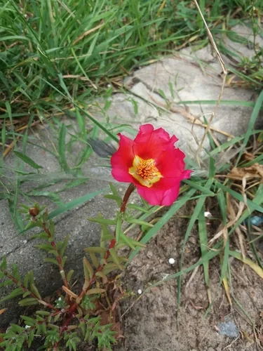 portulaca (Portulaca grandiflora), photograph