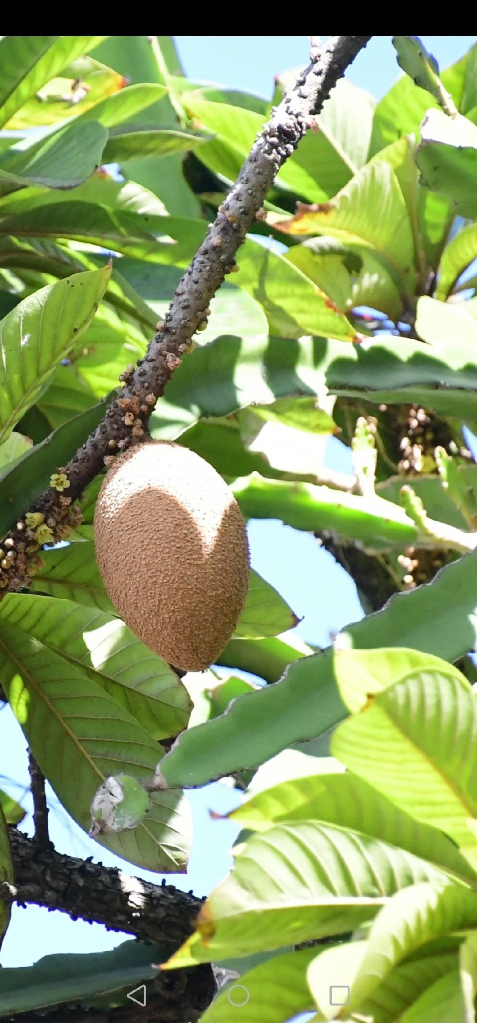 mamey sapote (Pouteria sapota), photograph