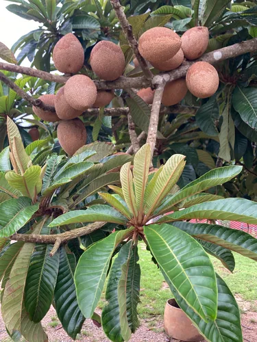 Photo: (c) Günter Pisch, some rights reserved · CC BY · via iNaturalist mamey sapote (Pouteria sapota), photograph