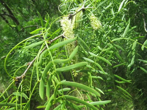 Mesquite (Prosopis glandulosa), photograph