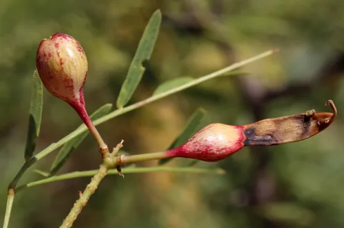 Mesquite (Prosopis glandulosa), photograph