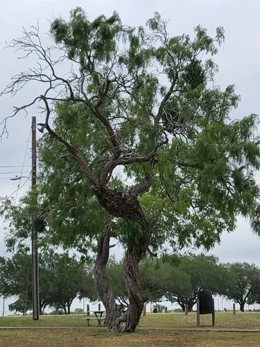 Mesquite (Prosopis glandulosa), photograph