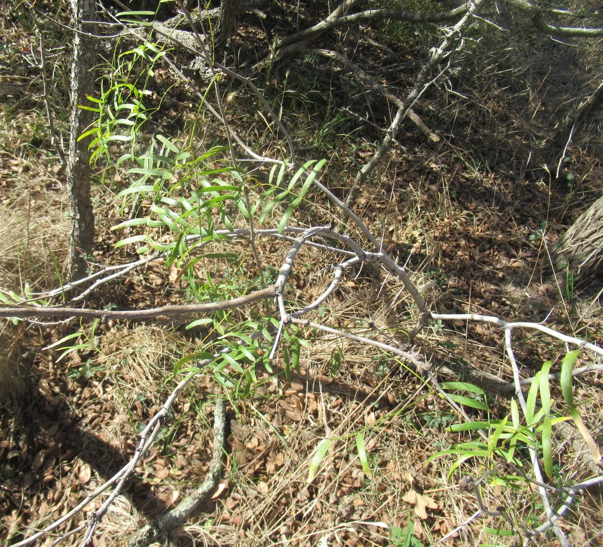Mesquite (Prosopis glandulosa), photograph