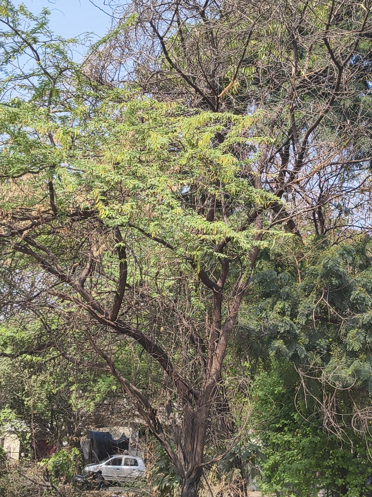 Mesquite Juliflora (Prosopis juliflora), photograph