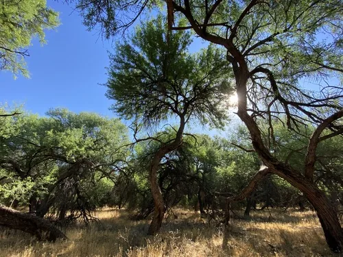 Mesquite Juliflora (Prosopis juliflora), photograph