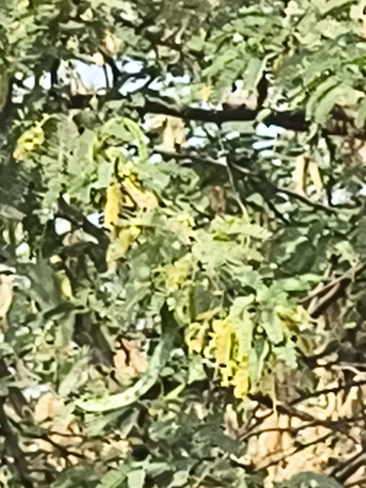 Mesquite Juliflora (Prosopis juliflora), photograph