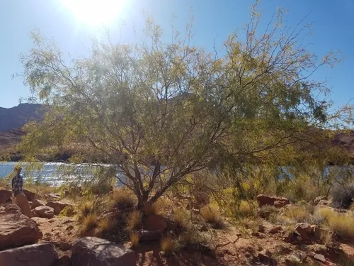 mesquite (juliflora) (Prosopis juliflora), photograph