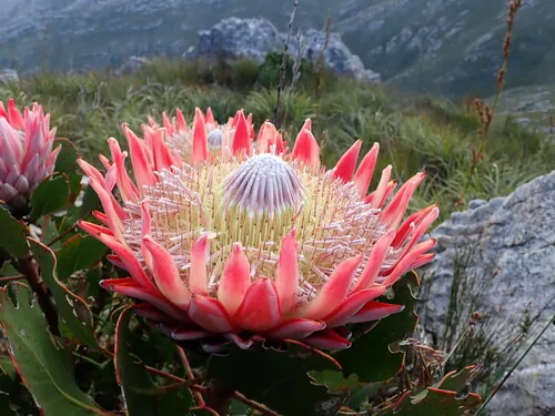 Photo: (c) Ren Hoekstra, some rights reserved · CC BY · via iNaturalist protea (Protea cynaroides), photograph