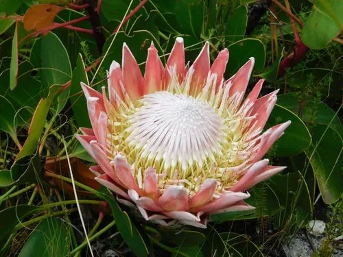 protea (Protea cynaroides), photograph