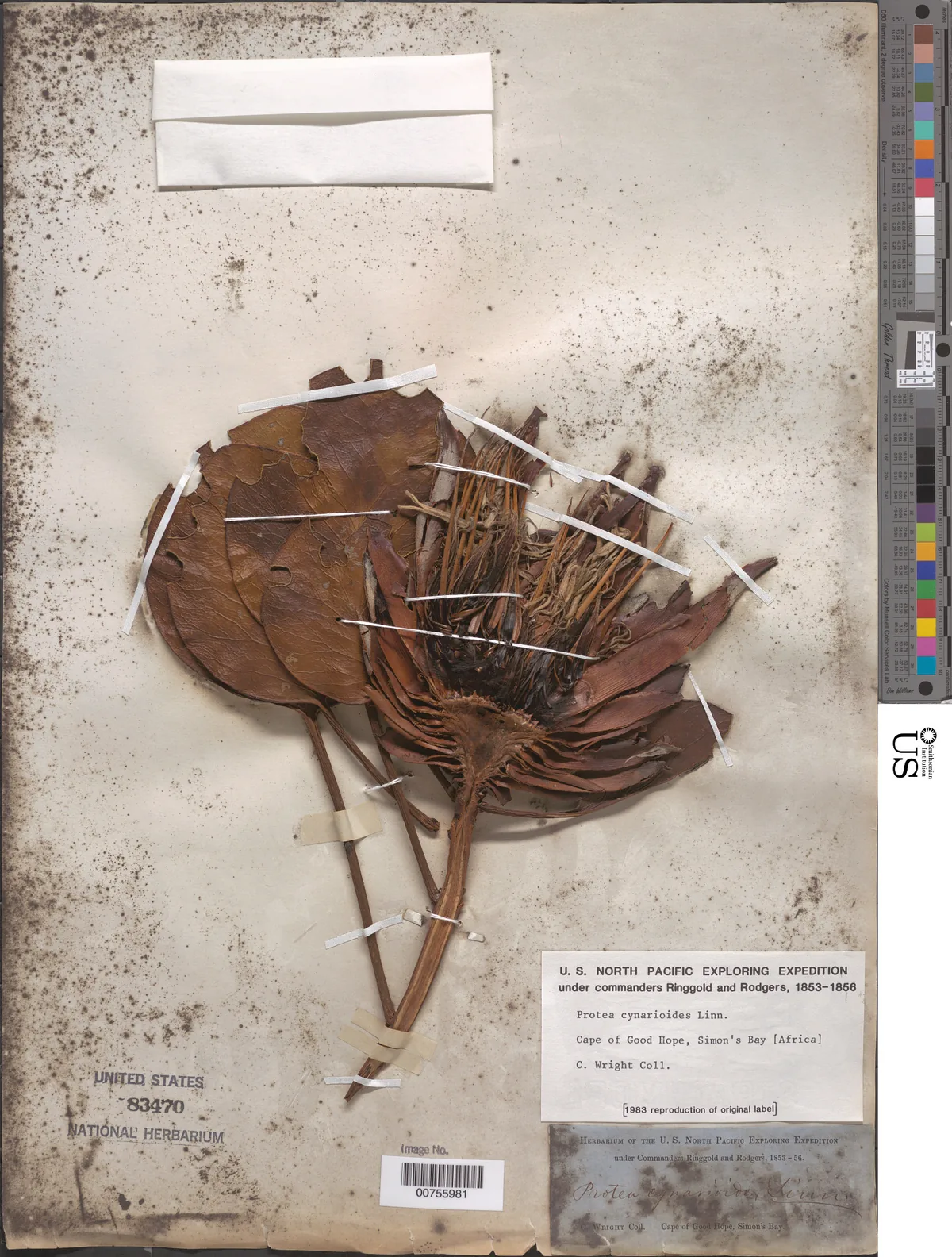 protea (Protea cynaroides), photograph
