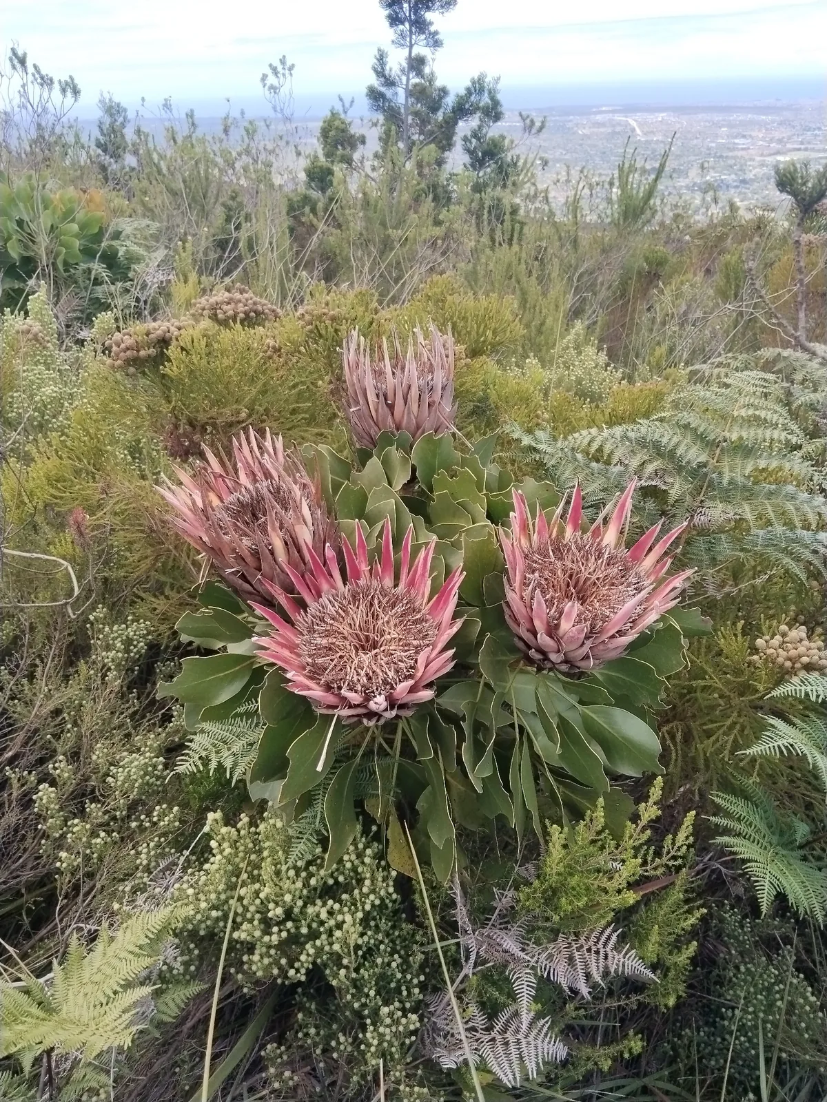 protea (Protea cynaroides), photograph