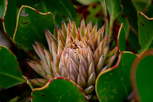 protea (Protea cynaroides), photograph