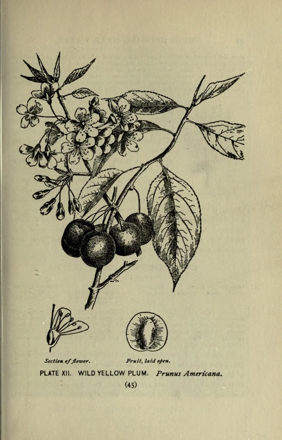 American Plum (Prunus americana), botanical illustration