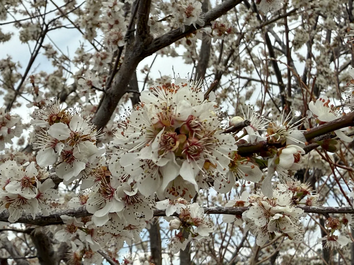 American Plum (Prunus americana), photograph