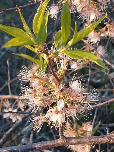 Photo: (c) Tom Norton, some rights reserved (CC BY) · cc-by · via iNaturalist American Plum (Prunus americana), photograph