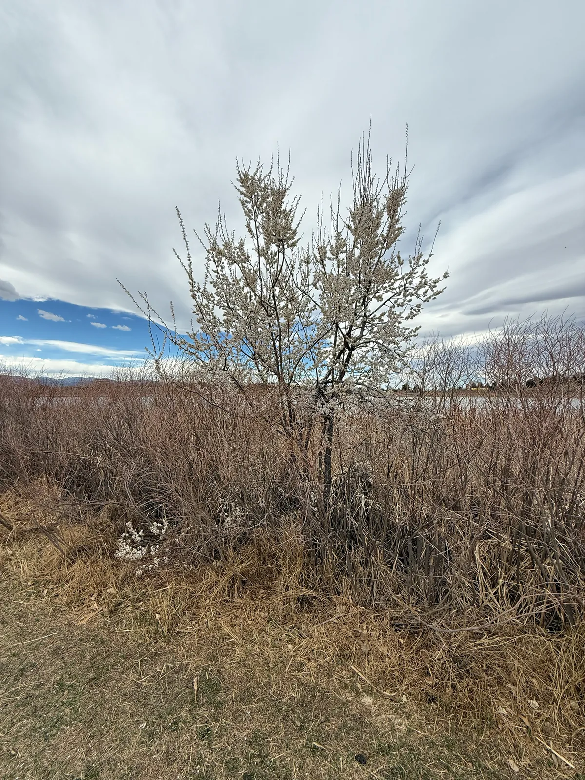 American Plum (Prunus americana), photograph