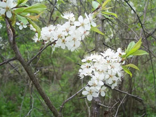 American Plum (Prunus americana), photograph
