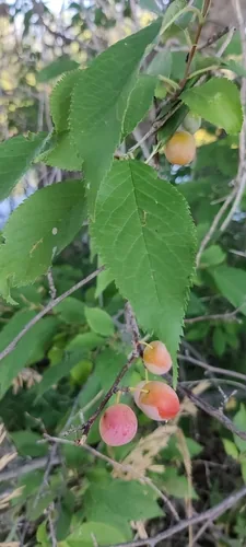 American plum (Prunus americana), photograph