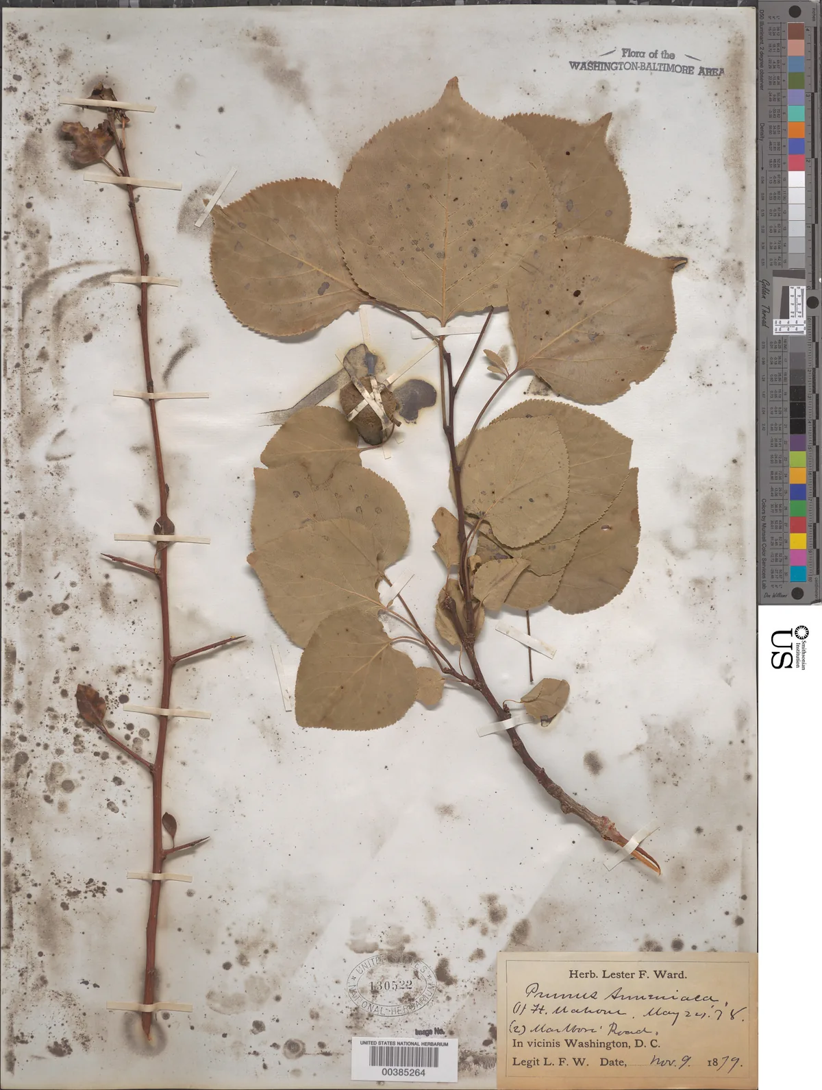 Apricot (Prunus armeniaca), photograph