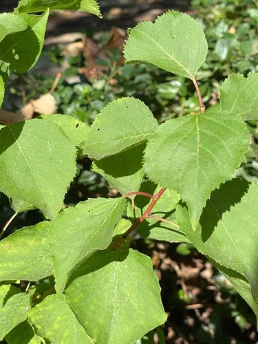 Apricot (Prunus armeniaca), photograph