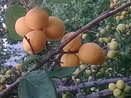 Photo: Rehmat Alam, , via Wikimedia Commons · CC BY-SA 3.0 · via Wikimedia Commons apricot (Prunus armeniaca), photograph
