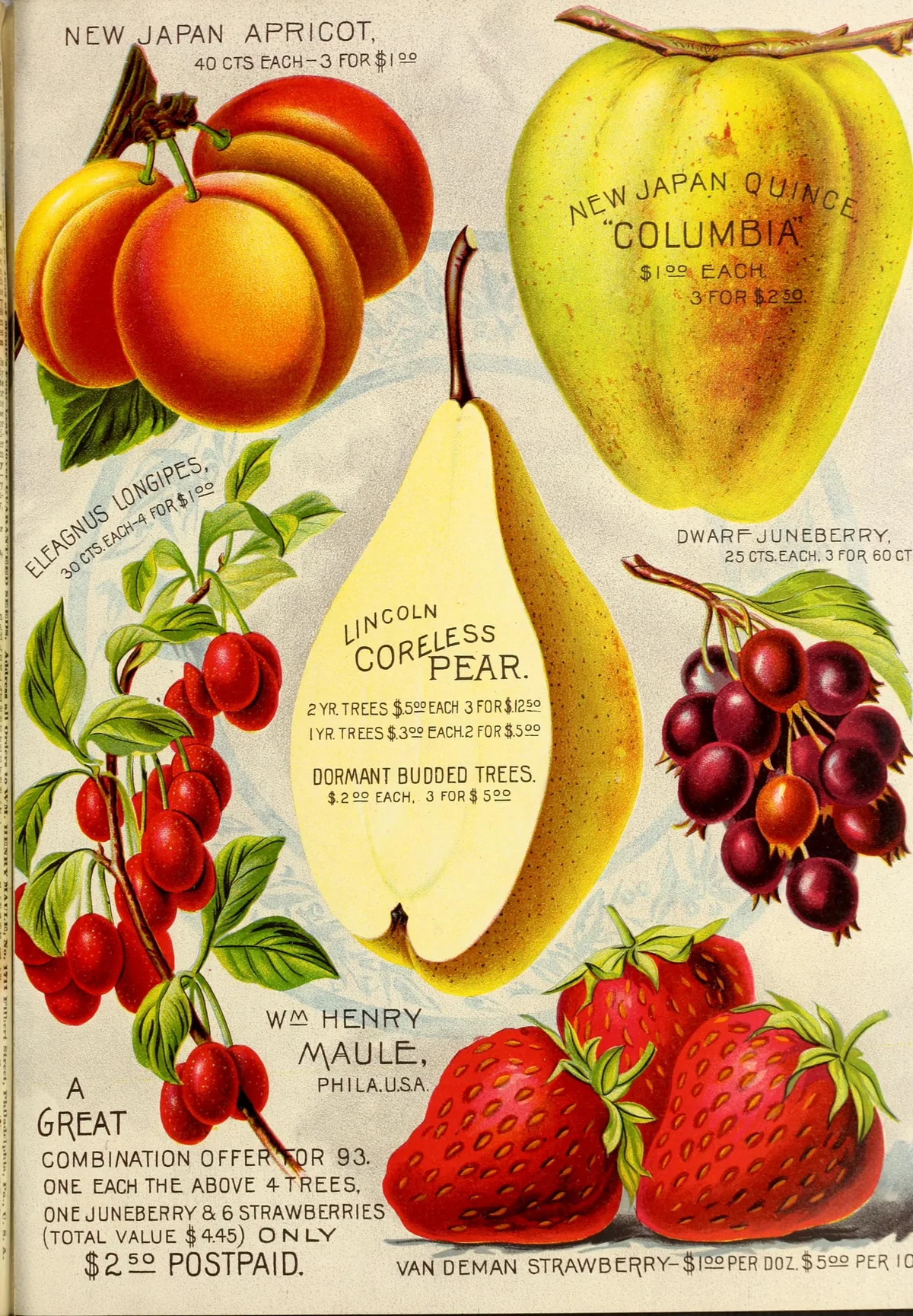 Apricot (Prunus armeniaca), botanical illustration