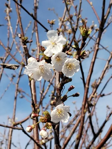 Sweet Cherry (Prunus avium), photograph