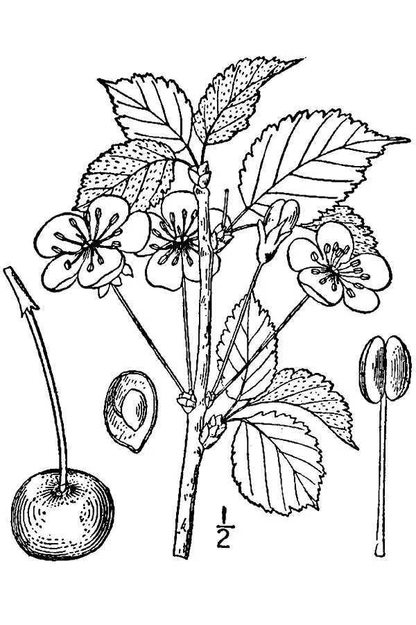 Sweet Cherry (Prunus avium), botanical illustration
