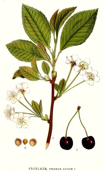 Sweet Cherry (Prunus avium), botanical illustration