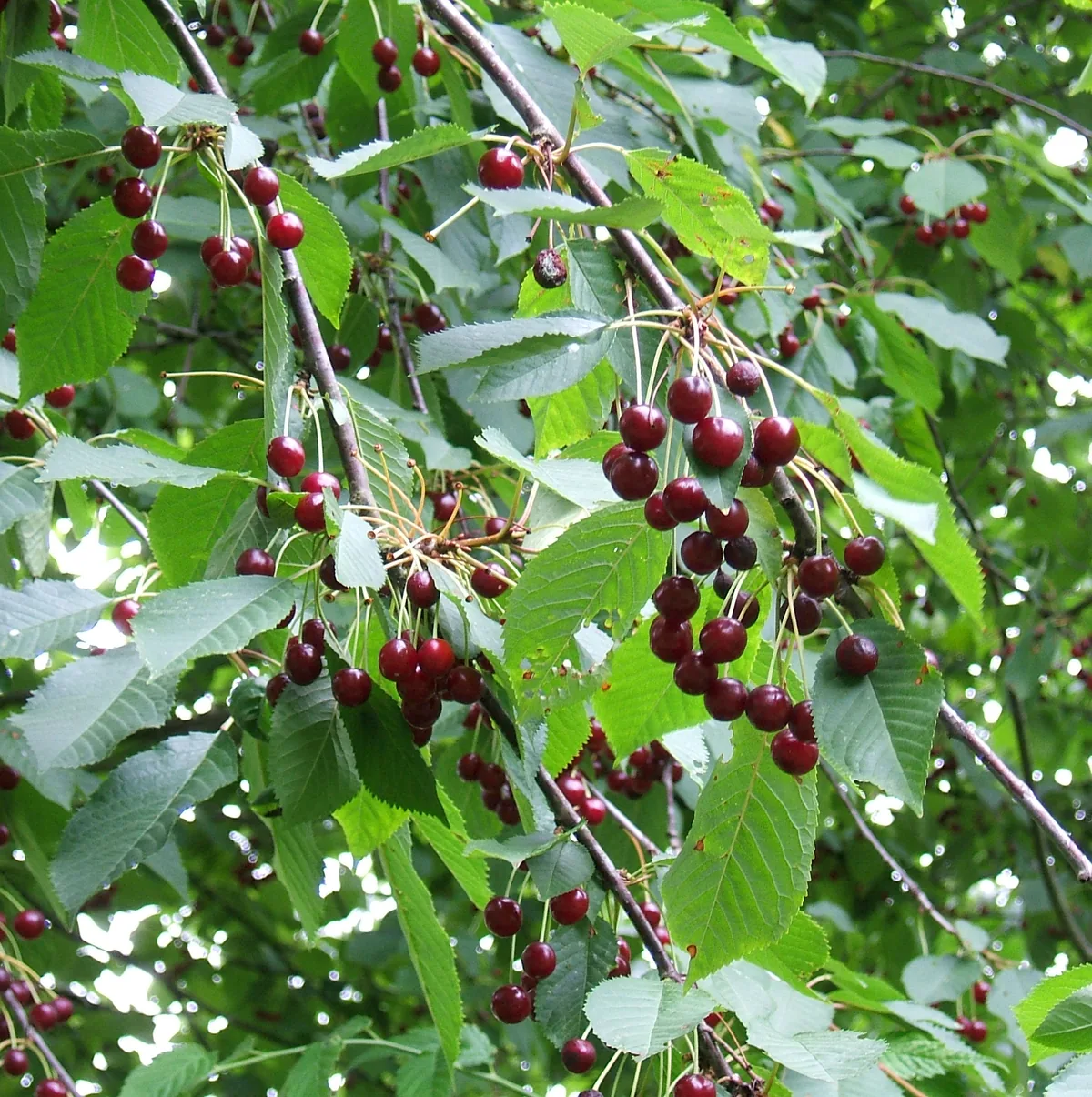 sweet cherry (Prunus avium), photograph