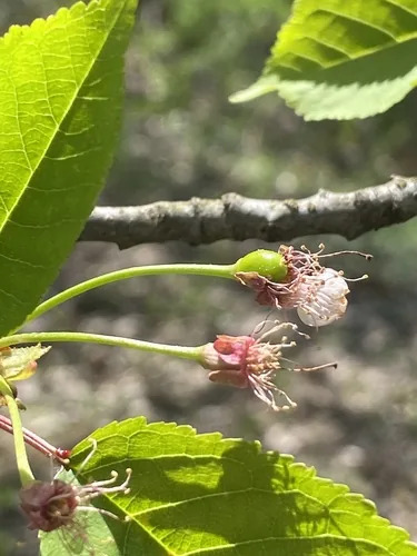 Photo: (c) Sandy Wolkenberg, some rights reserved (CC BY) · cc-by · via iNaturalist Sweet Cherry (Prunus avium), photograph