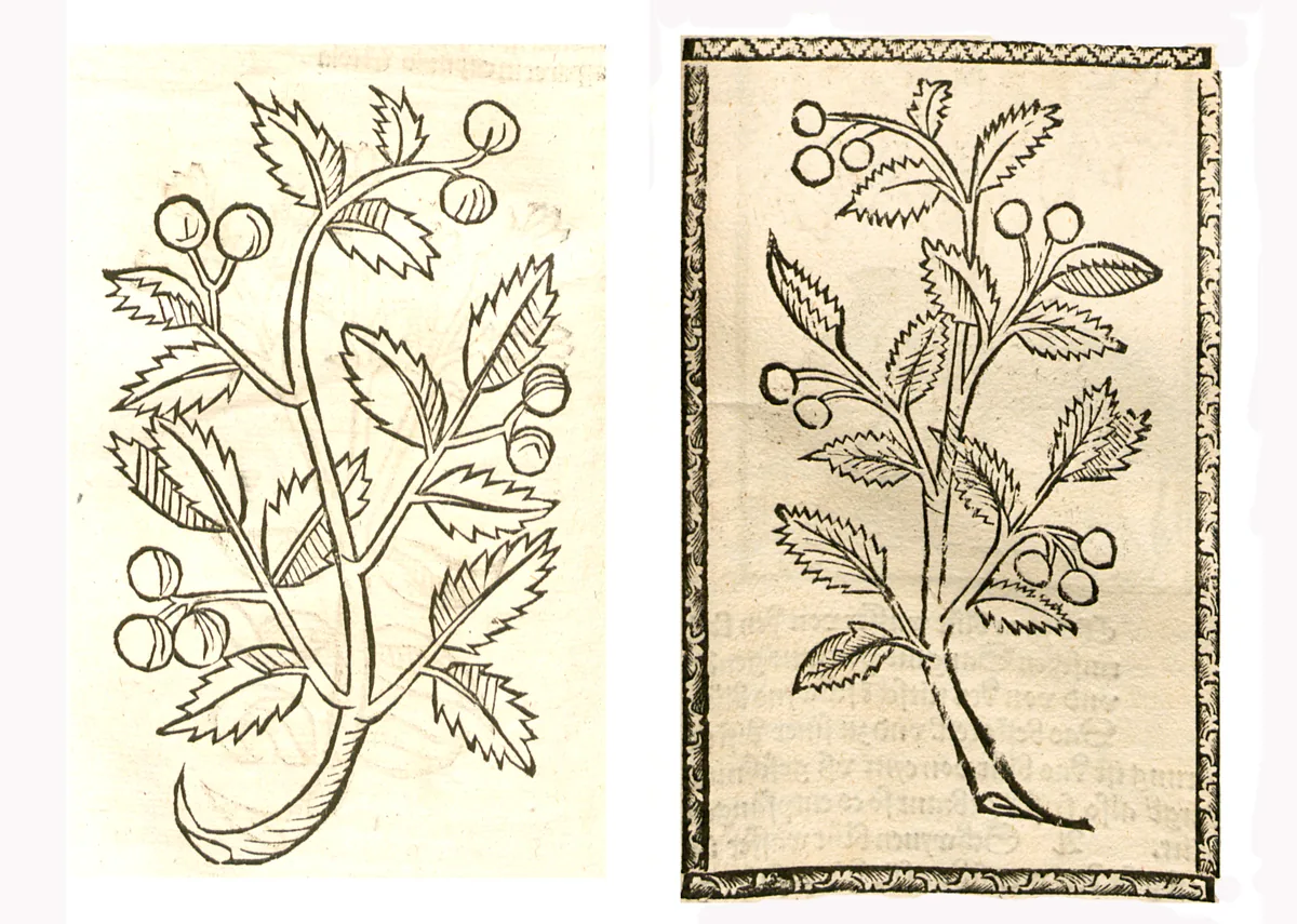 sour cherry (Prunus cerasus), botanical illustration