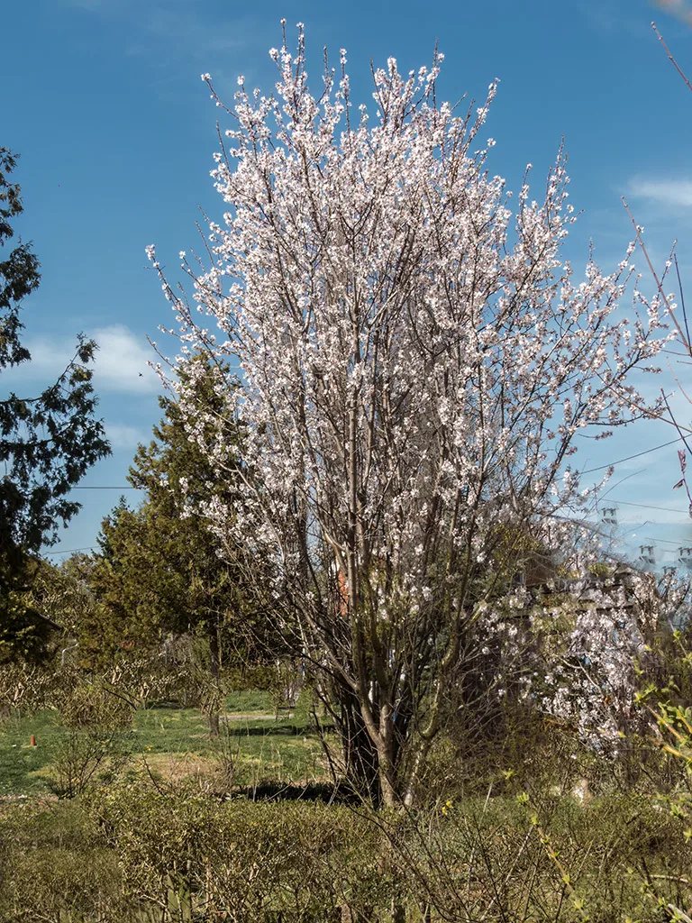 Photo: Boza48, via iNaturalist · CC0 · via GBIF sour cherry (Prunus cerasus), photograph